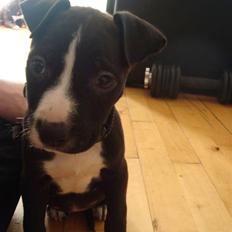 Amerikansk staffordshire terrier sisi