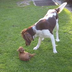 Kleiner münsterländer Hector