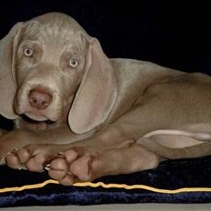 Weimaraner Kenzo † 2009