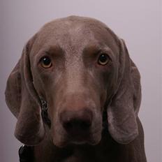 Weimaraner Kenzo † 2009