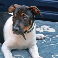 Dansk svensk gaardhund Badman