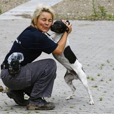 Dansk svensk gaardhund Badman