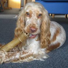 Cocker spaniel Freja r.i.p 20.1.19