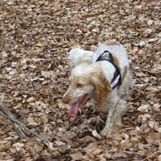 Cocker spaniel Freja r.i.p 20.1.19