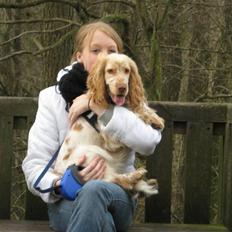Cocker spaniel Freja r.i.p 20.1.19