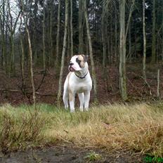 Amerikansk bulldog Ice Cube