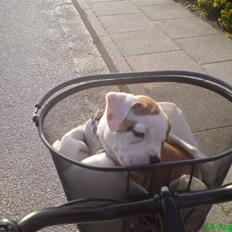 Amerikansk bulldog Ice Cube