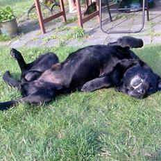 Labrador retriever † Loke †<3 savnet.
