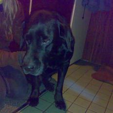 Labrador retriever † Loke †<3 savnet.
