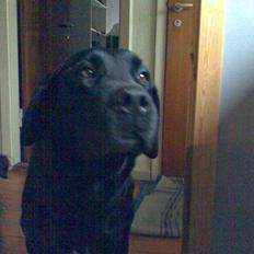 Labrador retriever † Loke †<3 savnet.