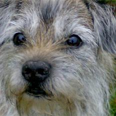 Border terrier † Darwin †