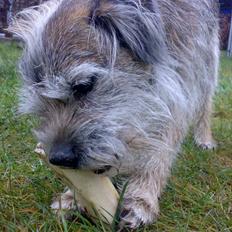 Border terrier † Darwin †