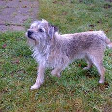 Border terrier † Darwin †