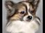 Chihuahua Chili "Rottweileren"RIP - min dejlige lille skat. (lavet af * Den Blå Lil Laban & Den Sorte Banditræv´s moar * )