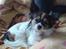 Chihuahua Chili "Rottweileren"RIP - chili der putter