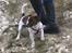 Jack russell terrier Tjalfe <3 - Han er go´
