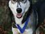 Siberian husky Caia - Caia med vores bronze-medalje!!