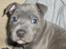 Staffordshire bull terrier Lucifer - Så er trolden hjemme i Danmark