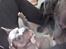 Staffordshire bull terrier Lucifer - Ja farlig ser han ud :-)