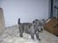 Staffordshire bull terrier Lucifer - Smukke 8 uger gammel