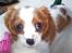 Cavalier king charles spaniel Eilidh