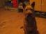 Irsk terrier Freja
