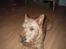 Irsk terrier Freja