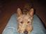 Irsk terrier Freja