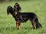 Russisk toy terrier Jaroslavna Mazasis Elfas - Mio - 14.07.08