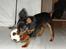 Russisk toy terrier Jaroslavna Mazasis Elfas - Fanget!!!