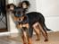 Russisk toy terrier Jaroslavna Mazasis Elfas