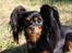 Russisk toy terrier Jaroslavna Mazasis Elfas - Mio i haven 19.09.09