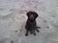 Labrador retriever Gizmo