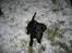 Flat coated retriever Kewin - Mig der sidder i sneen det er sjovt og lege 