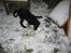 Flat coated retriever Kewin - sagde jo det var sjovt:)