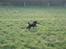 Flat coated retriever Kewin - det er min pind  weee 