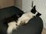 Border collie Mulan - Min fantastiske pude...