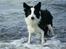 Border collie Mulan - På Ore strand