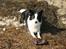 Border collie Mulan