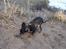 Russisk toy terrier Jaroslavna Mazasis Elfas - graver - Stranden 4.12.07