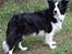 Border collie Tequila (1996-2009) - Tequila, foråret 2007, 11 år gammel