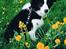 Border collie Tequila (1996-2009) - Dengang hun var lille og sød -sød er hun stadig