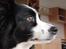 Border collie Tequila (1996-2009) - november 2007