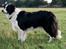 Border collie Tequila (1996-2009) - 1999