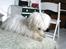 Coton de tulear Super Carla