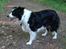 Border collie Tequila (1996-2009) - Tequila, foråret 2007, 11 år gammel