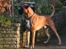 Boxer Chiffon