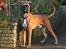 Boxer Chiffon