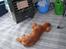 Cavalier king charles spaniel Donna