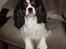 Cavalier king charles spaniel Sofus (død 8 / 6 - 08) - NYYT..! sofus i stol.. så sød, nyvasket og friseret